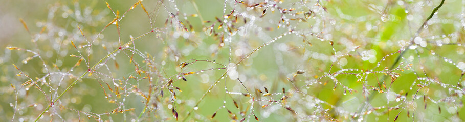 grass with dew drops - a beautiful bokeh background