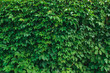 Hedge. Green leaves