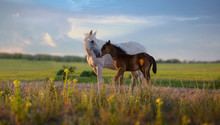 White Mare With Red Foal