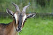 Portrait of a trusting goat