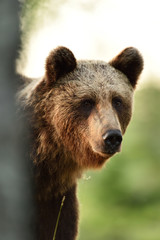 Wall Mural - brown bear portrait in forest at sunset
