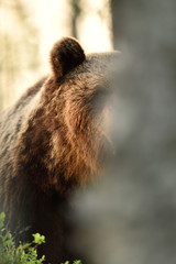 Wall Mural - brown bear behind a tree