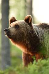 Wall Mural - brown bear in the forest at sunset