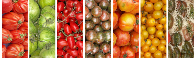 Wall Mural - variétés de tomates