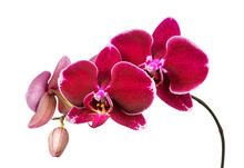 Red Orchid On White Background