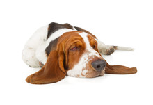 Basset Hound Dog Sleeping