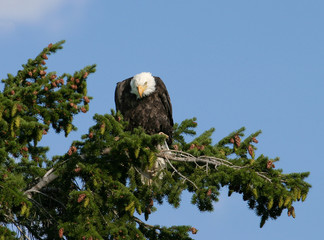 Wall Mural - Bald Eagle