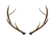 deer horns.