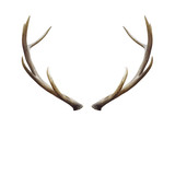 Fototapeta  - deer horns.