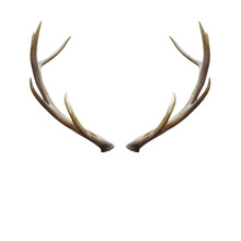 Deer Horns.