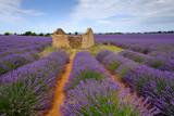 Fototapeta  - Ruins in the lavender field at plateau Valensole, Provence, France