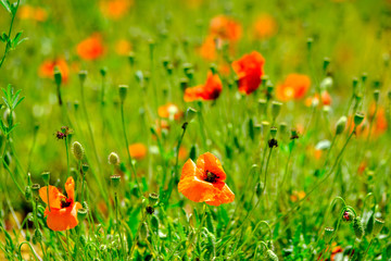 Wall Mural - Poppy meadow at summer time