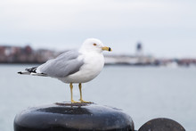 Seagull Standing On A Bollard And Looking At The Camera On A Cold Cloudy Day In Winter. Harborwalk, Boston, MA, USA