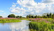 Colorful Dutch nature reserve in summertime