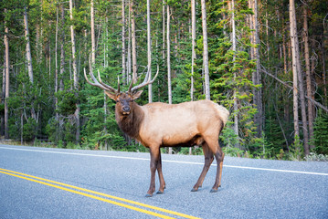 elk crossing a road