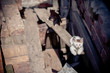 Cats in the ruins of homes
