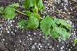 © Photozi - Zucchini plants damaged by hail