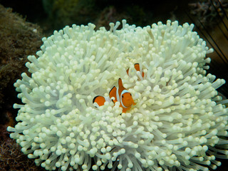 Wall Mural - anemone fish at underwater, philippines