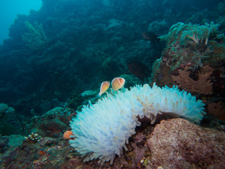 Wall Mural - anemone fish at underwater, philippines