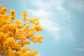 Wall Mural - yellow tabebuia flower blossom