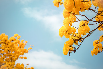 Wall Mural - yellow tabebuia flower blossom