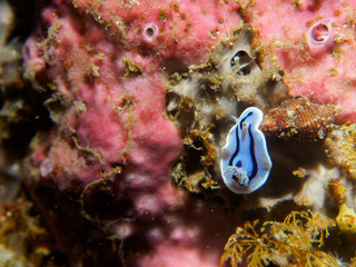 Wall Mural - nudibranch at underwater, philippines