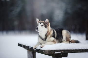 Wall Mural - Dog breed Alaskan Malamute walking in winter