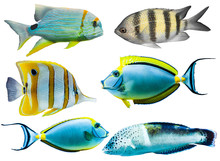 Collection Of Different Colorful Tropical Aquarium Fish Isolated On White Background