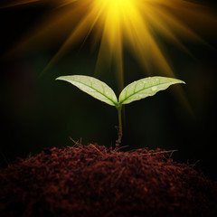 Canvas Print - Seedlings morning light