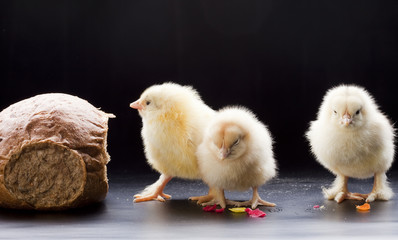 Small fluffy chickens