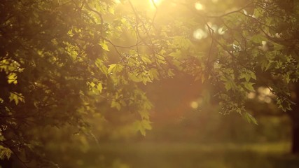 maple tree branch in sunlight