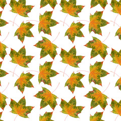 Wall Mural - pattern maple leaf yellow red autumn