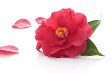 Flower Of Camellia On A White Background