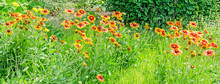 Yellow-orange Gaillardia Aristata Flowers, Green Field