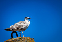 Single Seagull Standing On The Rock Breakwater In Port.