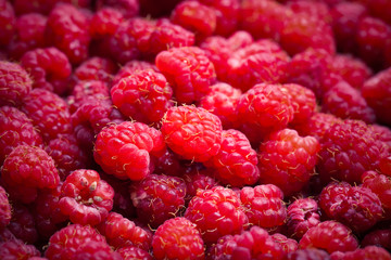 Wall Mural - Lots of fresh bright red raspberries. Selective focus. Shallow d