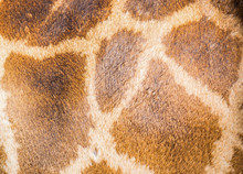 Leather Giraffe
