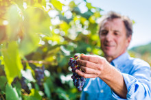Senior Man In Blue Shirt Harvesting Grapes In Garden