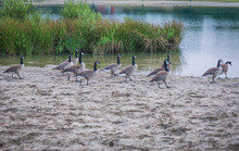 Group Of Canadian Geese Walking On The Shore Of The Lake