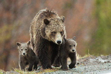 bears in the wild