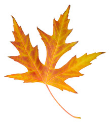 Sticker - Maple leaf