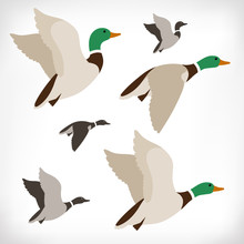 Set Of Flying Wild Ducks. Duck Hunting. Mallard Duck Flying. Flock Flying To The South. Vector Illustration.