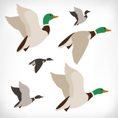 Set of flying wild ducks. Duck hunting. Mallard duck flying. Flock flying to the South. Vector illustration.