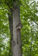 Nesting Box On A Tree