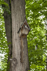 Nesting box on a tree