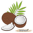 Hand drawn coconuts with leaves on white background.