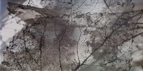 Sticker - tile with transparent leaves, leaf structure