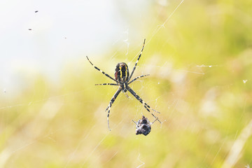 spider in the web caught a lot of flies and beetles on the meadow