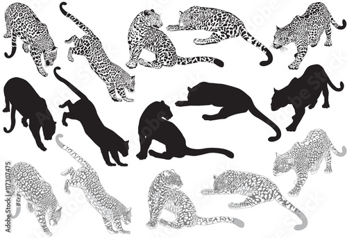 Set of leopard on a white background Slika na platnu