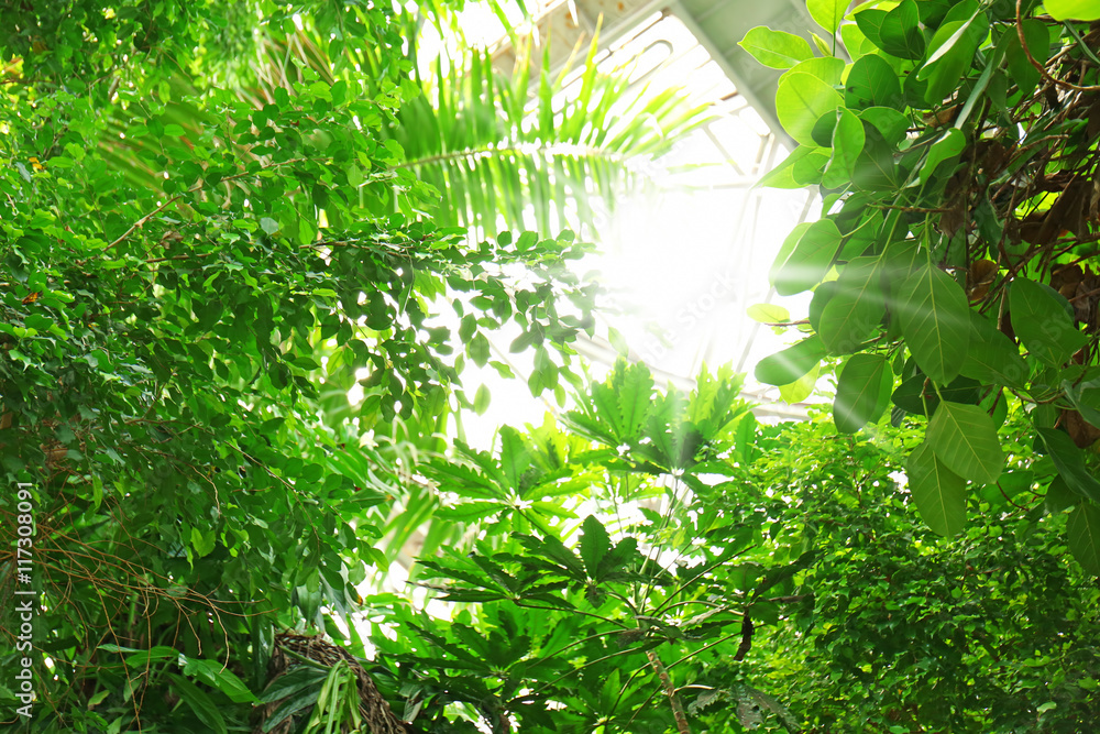 Green leaves background